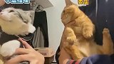 橘猫：这只喵怎么这么冷静，我的挑衅对它一点用都没有！