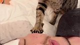 主人发烧不舒服，收养的猫贴贴安慰