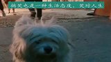 一只流浪狗跟着我，表情令人心碎
