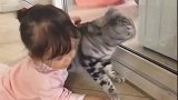 狸花猫：朕不是枕头，谢谢配合！