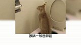 宠物冷知识，世界上最小的猫咪品种是什么？又学到了