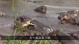 大象正在河边喝水，遭遇鳄鱼袭击，鳄鱼今天干一票大的！