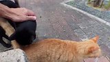 几只流浪猫聚集在停车场，久久不离去，一个比一个豪横