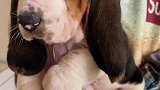 好啦，我私藏的犬种也被你们知道啦！
