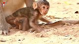 小猴卢卡斯今天发生了什么，猴妈妈拒绝喂奶给小猴卢卡斯