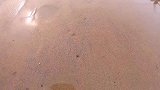 赶海：沙滩上有很多小眼，挖开发现里边藏着小皮皮虾！