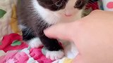 我震惊了，小猫咪竟然是隐藏的花臂大佬！