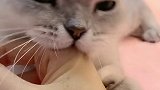 面部逐渐狰狞