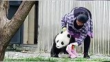 我是国宝，你们居然这样对我