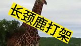 大家见过长颈鹿打架吗