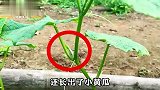 种植黄瓜的好方法，这样种出来的黄瓜比手臂粗，一株苗收获十几斤