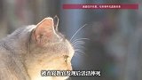 男生未经允许将幼猫带进宿舍，教官发现后将猫活活摔死，当地教体局回应