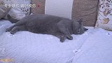 猪肉价格上涨，看着家里的肥猫，我心生一计