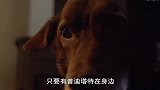 神仙友谊，猫咪给盲犬担任向导，主人：没见过猫狗像他俩一样亲密