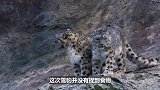 山羊为了保护孩子，竟一步步把雪豹引向悬崖！大爱无疆！
