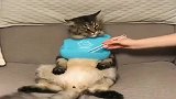 猫咪：大佬的生活你羡慕不来的