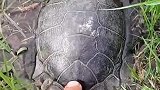 放生巴西龟不也是好事吗？