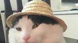 主人：你脸太胖了，小草帽都要盖不住了，猫咪：你才胖！