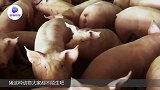 猪指甲有多珍贵？听完老人的话，原来养猪有这么多好处