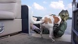 男子扮鳄鱼吓狗狗，结果被狗狗推进湖里，悲剧了
