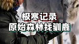 循着足迹，穿梭原始森林，驯鹿到底在哪儿？
