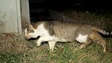 饥饿的老猫遇到仁慈的老人，美美吃上猫生第一顿美食！
