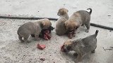 小灰狗敢和狗王抢猪肺，结结实实挨顿揍，其它小奶狗看到如履薄冰