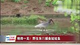 难得一见！野生朱鹮捕食娃娃鱼
