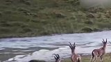 摄影师拍到北山羊群排队跳过渡河，网友：踩空气接力飞，原来是真的
