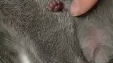 主人晒刚出生小猫的爪爪