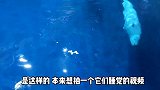 想给你们看看白鲸睡觉的样子，但是最后有惊喜
