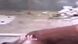 戏精狗子，假装腿受伤了，主人一说小母狗，跑得比谁都快