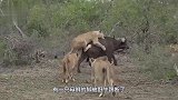 母狮高调捕猎野牛，野牛激烈反抗踢断狮腿！结局太悲催了