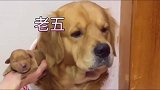 金毛：负担太大了，金毛生完孩子后接受不了！