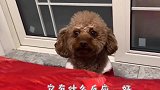 泰迪狗在床下装委屈，上了床就撒泼打滚，真是赖皮