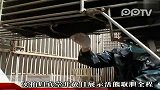 实拍归真堂开放日展示活熊取胆全程