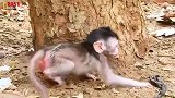 晃晃悠悠找妈妈，猴妈在哪里呢？
