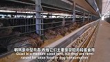 美国现代化鹌鹑养殖农场，一年产蛋超百万颗机器自动化采收！