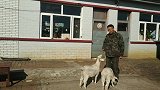 活泼好动的小山羊，什么动作都难不倒它，太厉害了