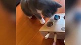 快准备铲屎
