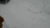 主人玩着雪橇，狗狗突然跑来压在主人身上，真是好笑！