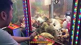 自从买了玩具恐龙回家，猫咪走路变成了这样，主人差点笑岔气