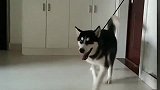 哈士奇拆家之歌，送给各位铲屎官