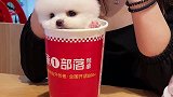 你要的茶杯犬，你想来几只吖