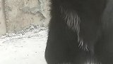 狗子：长成这样，老婆都不好找了！