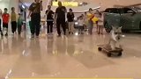 狗狗一周学会了滑板，要不让它来教我吧