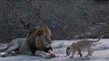 狮王父亲对幼崽的溺爱：任凭幼崽在自己身上折腾