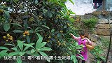 桃子姐摘完枇杷回家，做一盘麻辣小龙虾，香气四溢，一家人吃爽了