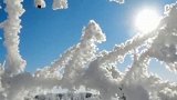 呼伦贝尔 雾凇 此景只应天上有，为何又再现人间！内蒙古迎大范围降雪