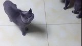 猫：大半夜的，你瞎嚷嚷啥呢！